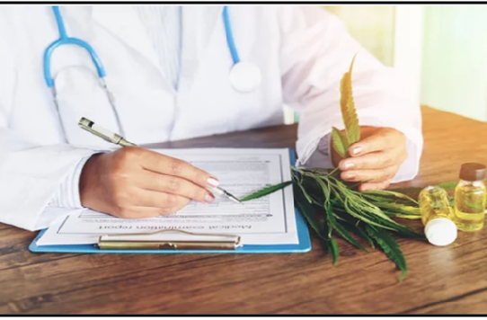 Purchase THC-Rich Cannabis Strains