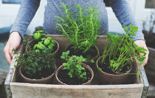 thanksgiving skincare healing herbs