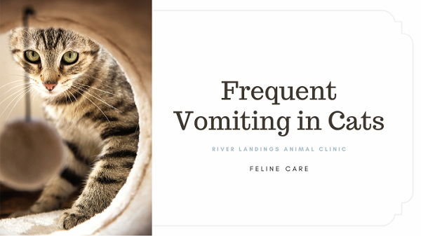 Common Reason of Vomiting Cats