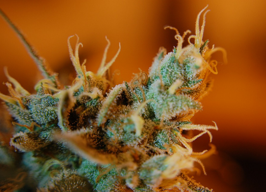 Grow Trichomes