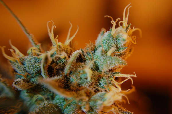 Grow Trichomes